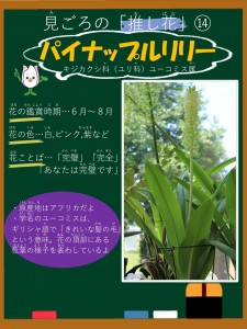 oshibana-summer-07-pineapplelily