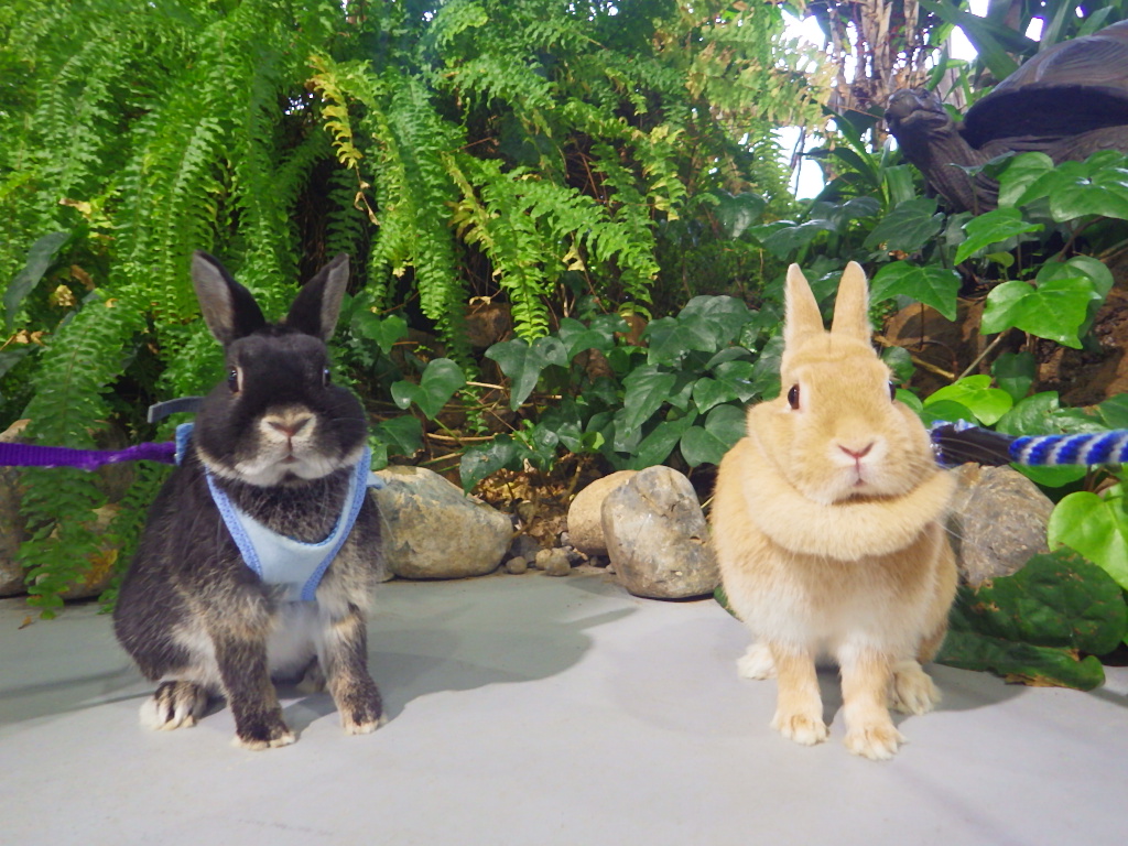 ウサギが「花とみどりの展示館」におさんぽへ行ってきました！