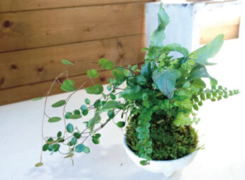 三種でつくる初夏の苔玉の見本