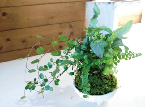 三種でつくる初夏の苔玉の見本