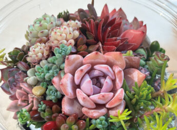 ちいさな多肉植物のよせうえ