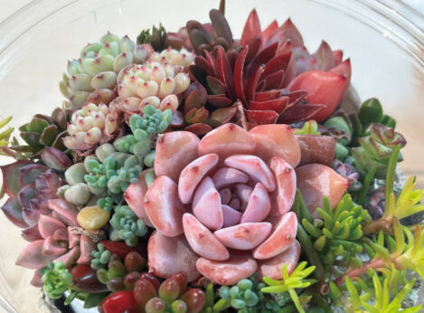 ちいさな多肉植物のよせうえ